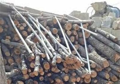  سایه سنگین قاچاق هیزم بر پیکره جنگل‌های دنا - تسنیم
