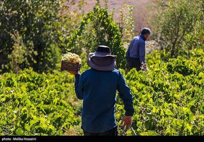  سرخ فخری شاهرود؛ فرصتی برای صادرات و برندسازی بین‌المللی - تسنیم