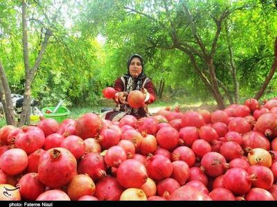 وقتی خونِ زمین در انار می‌جوشد/ روایت عشق و عطش در باغ‌های کوهدشت - تسنیم