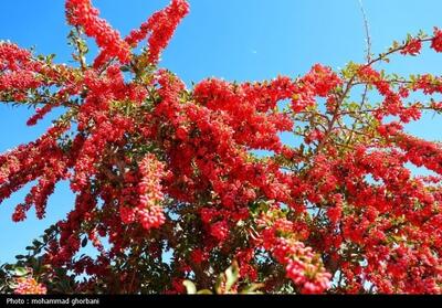 زرشک، طلای سرخِ فراموش‌شده شرق ایران، در آستانه ثبت جهانی - تسنیم