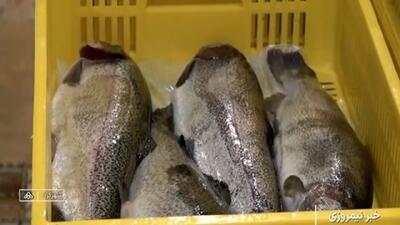  چهارمحال و بختیاری قطب تولید ماهیان سردابی + فیلم