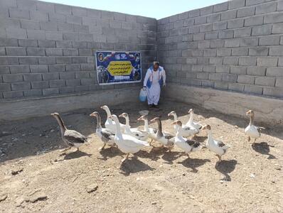  واکسیناسیون گسترده بیش از ۳۸۸ هزار طیور بومی علیه بیماری نیوکاسل در سیستان و بلوچستان