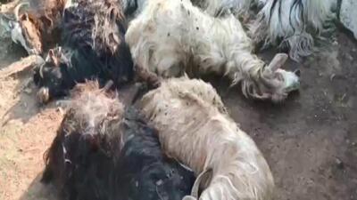  تلف شدن ۶۰ راس بز بر اثر حمله گرگ‌ها در هوراند