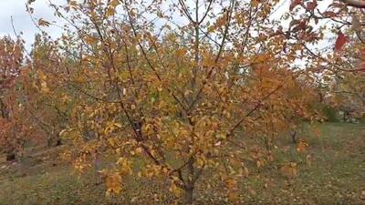  قابی زیبا از پاییز هزار رنگ در اهر + فیلم