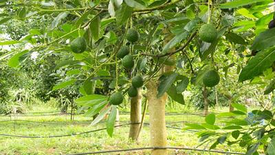  نگاهی به رداشت میوه آووکادو در قاب دوربین شهروندخبرنگار + فیلم