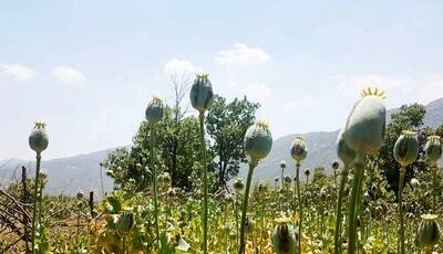 دادستان کل کشور: کشت خشخاش در کشور ممنوع است