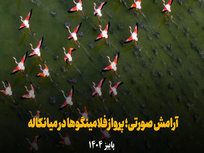  آرامش صورتی؛ پرواز فلامینگوها در میانکاله