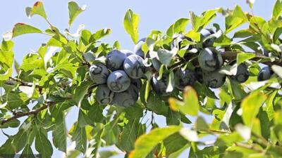  برداشت و خشک کردن سنتی آلو در خور