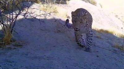  واضح ترین تصاویر از یک پلنگ و در نمای نزدیک