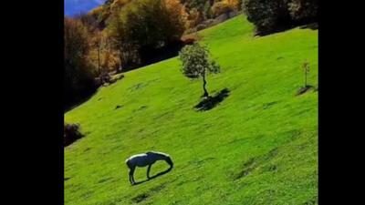  پاییز در قره‌داغ این شکلی است
