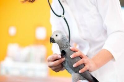  دامپزشکی پرندگان شبانه‌ روزی تهران کجا بریم؟