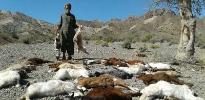 گرگ ها در هوراند ۶۰ راس بز را تلف کردند