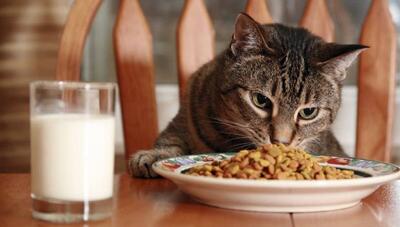  ۵ دلیل قانع‌کننده برای انتخاب غذای خشک ایرانی گربه