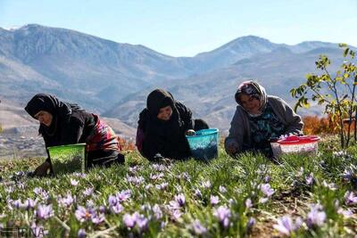  رشد 15 درصدی برداشت زعفران استان گلستان