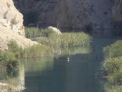  پلیکان مهاجر در آغوش رودخانه قره‌آغاج رها شد