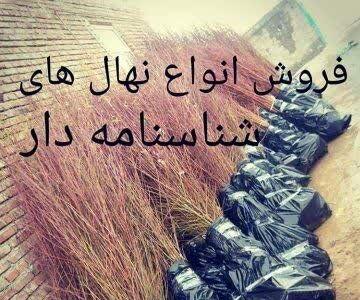  کاشت نهال بادام مقاوم به کم آبی، راهی نوین برای باغداری در خشکسالی