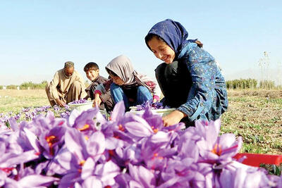 افزایش ۷۳درصدی صادرات زعفران