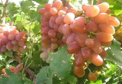  زیر کشت ۵ هزار هکتار از باغات با مخصول استراتژیک انگور - اکونیوز
