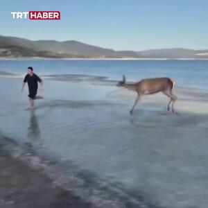  ببینید؛ رفتار بامزه گوزن کمیاب با گردشگران در ساحل دریاچه