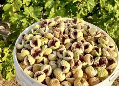  تصاویر بزرگ ترین انجیرستان جهان در ایران؛ سن برخی درختان به ۴۰۰ سال می‌رسد + فیلم