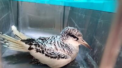  ثبت مشاهده گونه نادر «نوک‌سرخ دریایی» در سواحل بندرعباس