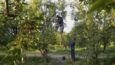  ویدو/ برداشت گلابی از باغات چناران