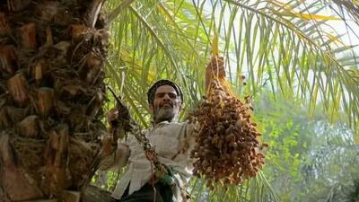  حفظ حاصل خیزی خاک می‌تواند تا ۴۰ درصد بهره‌وری نخیلات را افزایش دهد