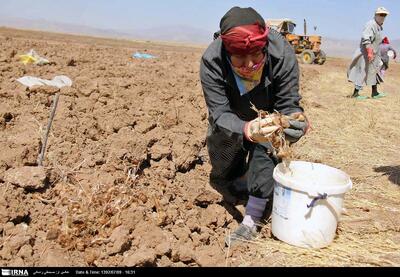  ترفند جدید دلالان/ فروش خاک به جای پیاز زعفران در تربت‌حیدریه