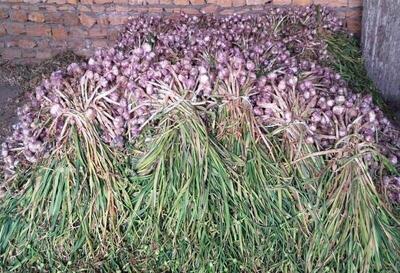  سیر سرخ بشاگرد؛ محصولی ارگانیک حاصل از کشت «سنتی و کُرتی»