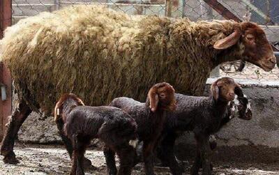 چندقلوزایی و افزایش وزن دام با پرتودهی هسته ای در آذربایجان شرقی