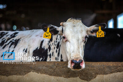  کاهش تولید شیرخام با شیوع بیماری تب برفکی