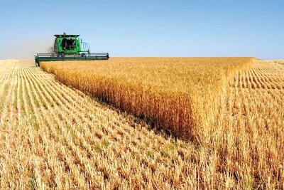 قیمت خرید تضمینی گندم پاسخگوی هزینه‌های تولید نیست