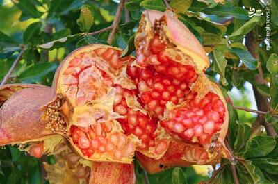 عکس/ برداشت  انار مشایخ
