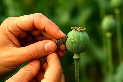  دادستانی، تکلیف کشت خشخاش را یکسره کرد