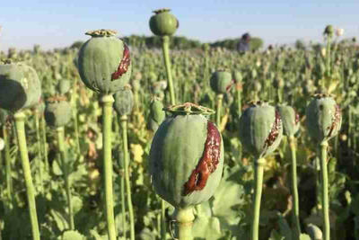 کشت خشخاش در کشور ممنوع است