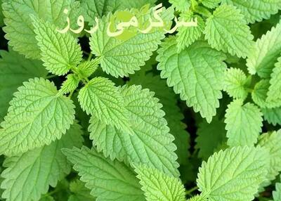  گیاه گزنه بهترین درمان طبیعی سنگ کلیه
