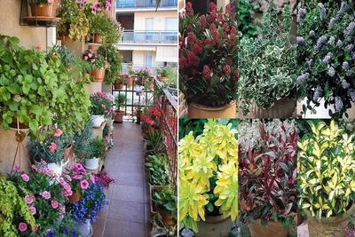  گیاهان آپارتمانی که سرمای پاییز و زمستون تو بالکن اذیتشون نمیکنه؛ مقاوم و بی دردسر