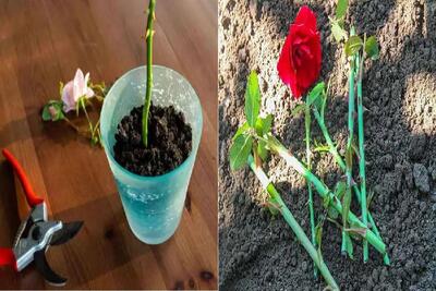 چطوری از شاخه گل رز چیده شده، یه گلدون رز درست کنیم؟/ نکته‌ های ساده برای تکثیر گل رز