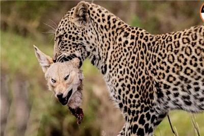  حبات وحش مصنوعی/شغال برای نجات جونش خودشو شرحه میکنه/آروازه های پلنگ در گردن شغال