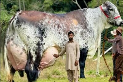  گاوهای باورنکردنی؛ گاو انقدر حجم شیرش زیاده که ندوشن زمین گیر میشه