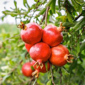  خلخال میزبان جشنواره یاقوت‌های سرخ