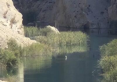 پلیکان مهاجر در آغوش رودخانه قره‌آغاج رها شد - تسنیم