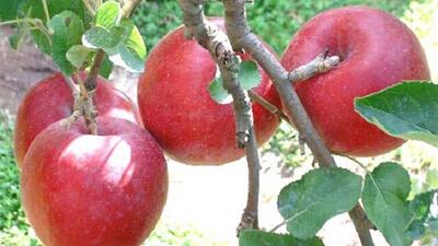  ترکیب طبیعی موجود در سیب که برای لثه مفید است
