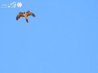 فیلم/ مشاهده گونه نادر «هما» این‌بار در جاشلوبار
