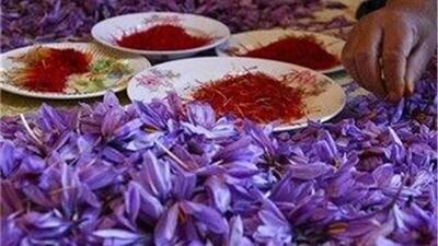  طلای سرخ؛ محصول کم‌آبخواه و پربازده کویر یزد