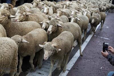  صبوری و احترام رانندگان در لهستان برای عبور گله‌ای از گوسفندان از جاده! (فیلم)