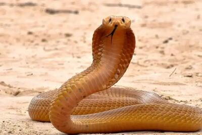  عملیات نفس‌گیر شکار مار کبری ۴ متری (فیلم)