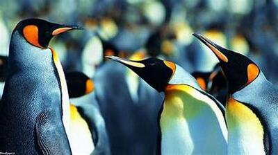 دیدن این پنگوئن‌ها خوشحالتان می‌کند
