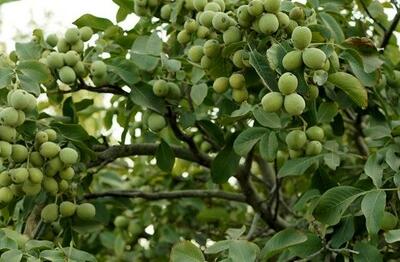  آغاز برداشت محصول گردو ژنوتیپ رویال و برداشت سود ۱۵ میلیاردی برای باغداران گردو