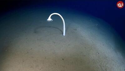  این موجودات عجیب به تازگی در اعماق اقیانوس دیده شده‌اند +تصاویر